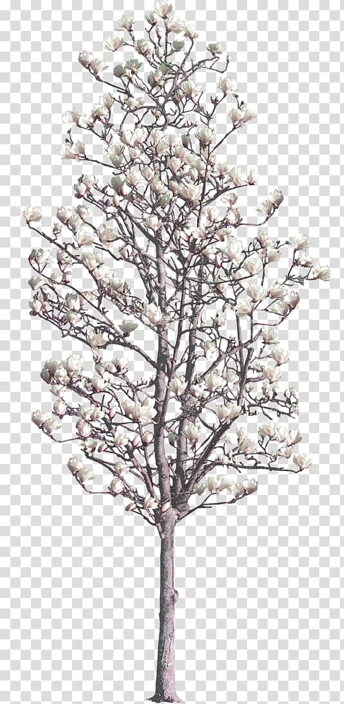 white magnolia tree decoration pattern transparent background PNG clipart