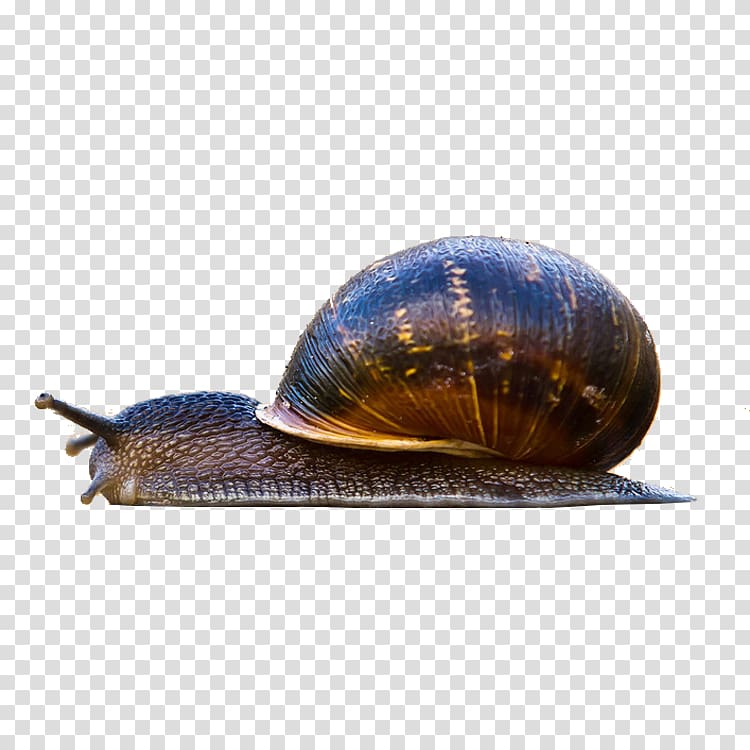 Macintosh Snail High-definition television Gastropod shell , Small snail transparent background PNG clipart