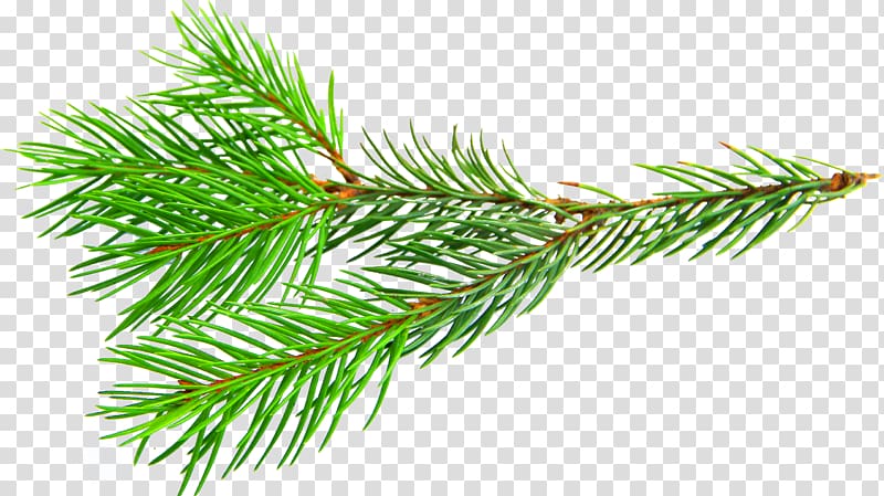 Spruce Twig Larch, osmanthus branch transparent background PNG clipart