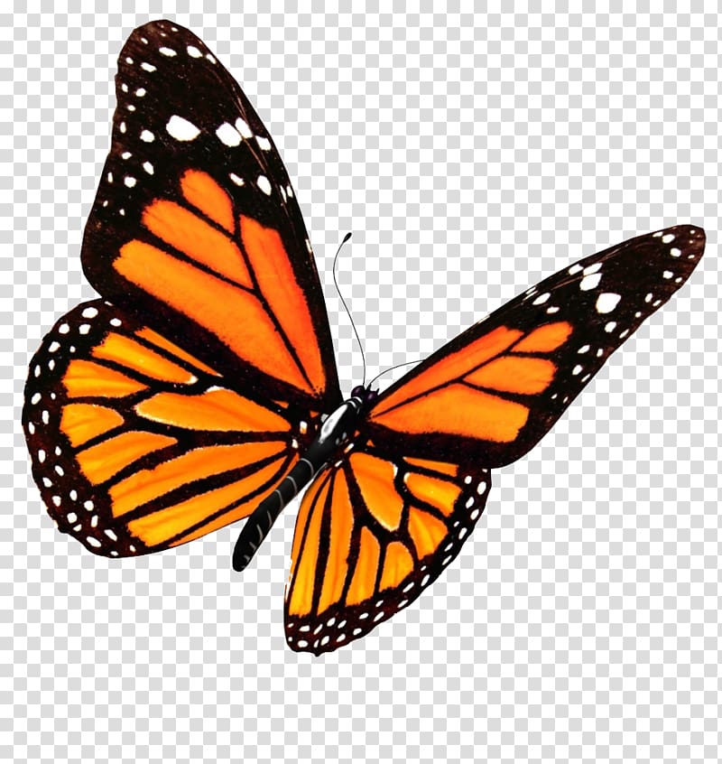 Monarch butterfly Butterfly house , red butterfly transparent background PNG clipart