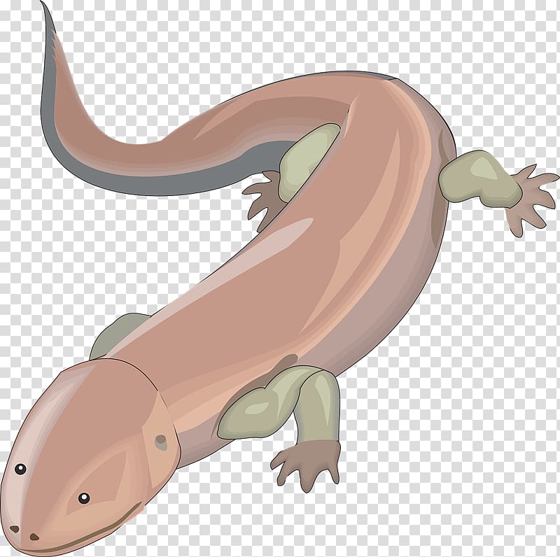 Salamander , Salamander transparent background PNG clipart