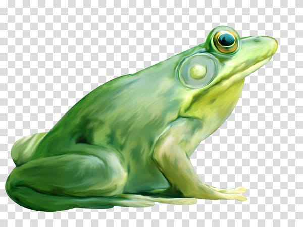 American bullfrog True frog Lithobates clamitans, A frog transparent background PNG clipart