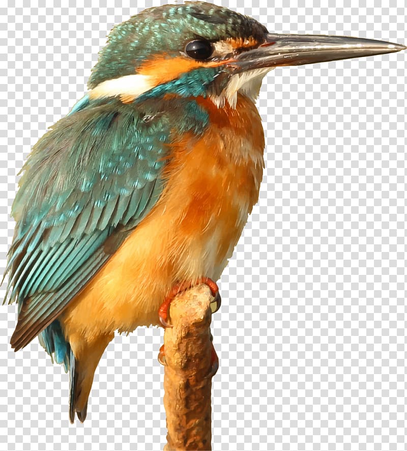 Kingfisher , Bird transparent background PNG clipart