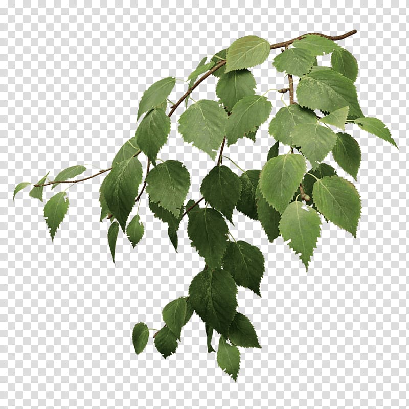 green basil leaves, Paper birch Silver birch River birch Leaf Tree, TWIG transparent background PNG clipart