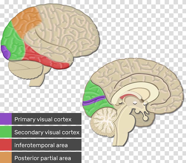 Visual cortex Cerebral cortex Primary motor cortex Parietal lobe Primary somatosensory cortex, primary motor cortex transparent background PNG clipart
