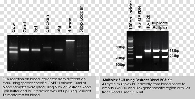 Polymerase chain reaction DNA polymerase Nucleoside triphosphate Buffer solution Primer, others transparent background PNG clipart