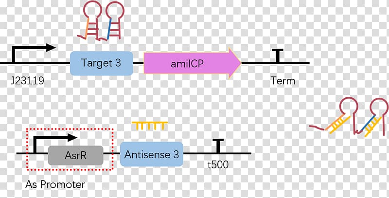 International Genetically Engineered Machine Plasmid Reporter gene Composite material, others transparent background PNG clipart