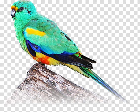 Macaw Parakeet Feather Beak Wing, Fischers Lovebird transparent background PNG clipart