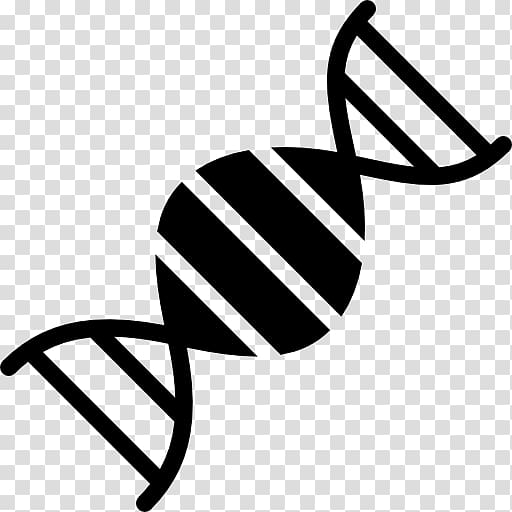 DNA Genetics Nucleic acid double helix Biology, dna structure human transparent background PNG clipart