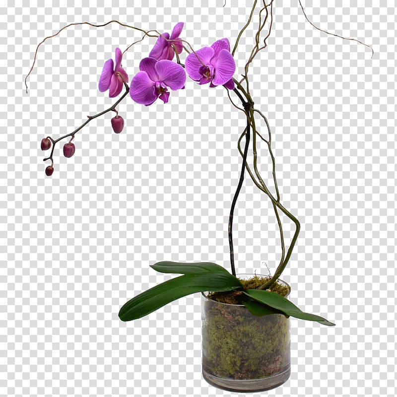 Moth orchids Cut flowers Plant stem, orchid transparent background PNG clipart