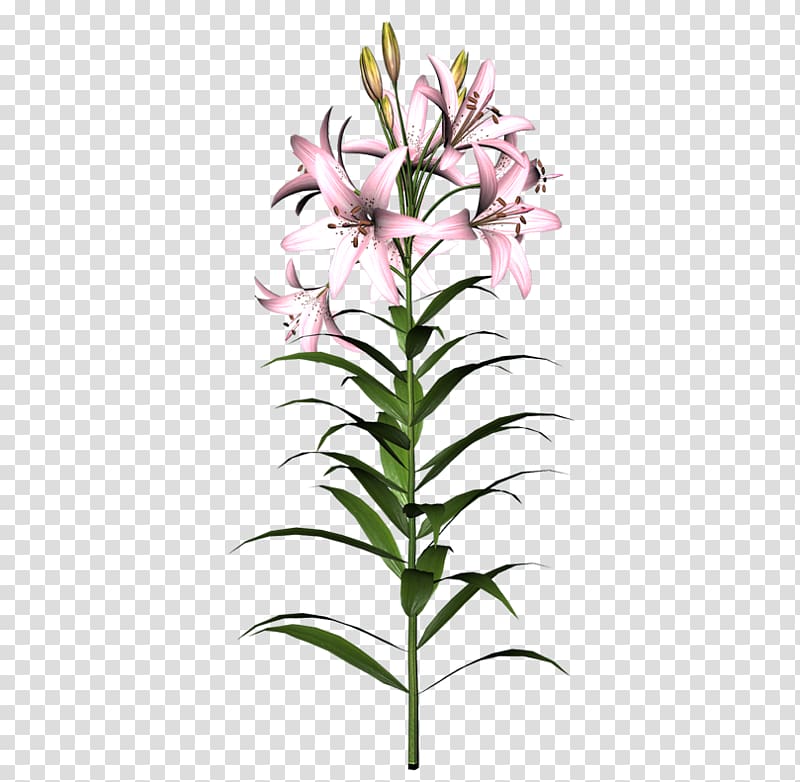 Cut flowers Easter lily Tiger lily , flower transparent background PNG clipart