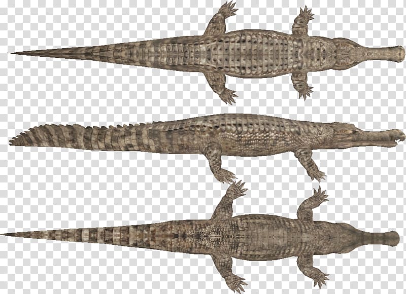 Nile crocodile Sarcosuchus Ornithocheirus Pteranodon, crocodile transparent background PNG clipart