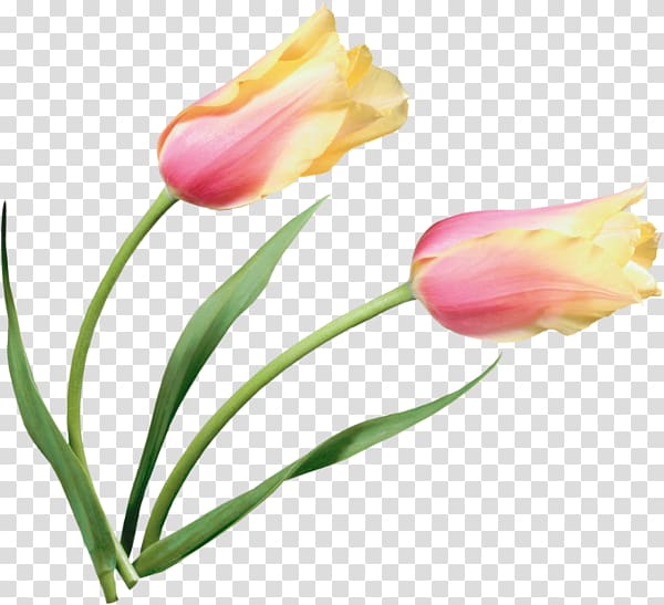 Tulip Flower Painting , Tulip material map deduction material transparent background PNG clipart