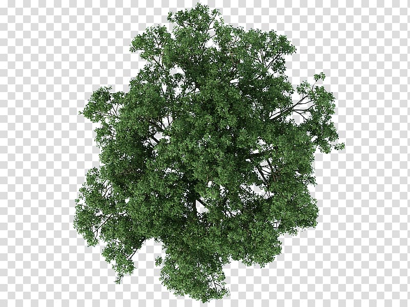 Tree Architecture Texture mapping, tree plan, green leaf tree close-up transparent background PNG clipart