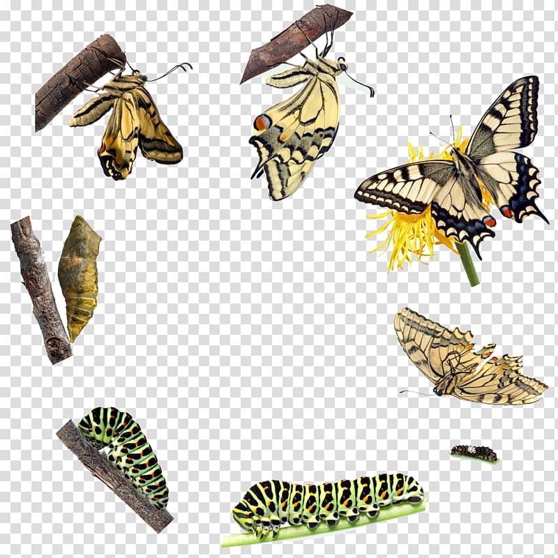 Butterfly Insect Biological life cycle Mendocino Presbyterian Church Metamorphosis, Decoration insects transparent background PNG clipart
