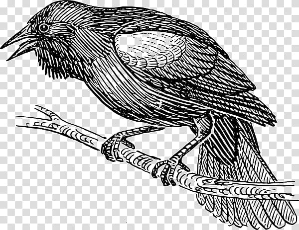 Common blackbird Drawing , Blackbird transparent background PNG clipart