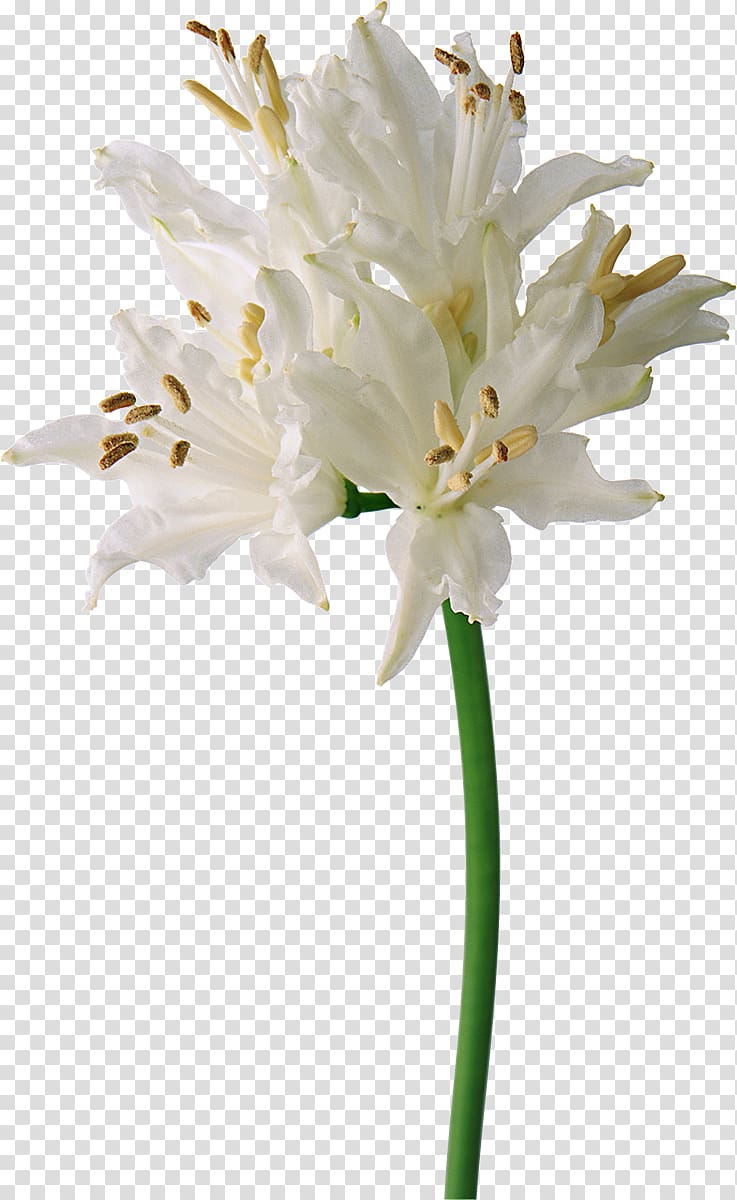 Flower White, lily transparent background PNG clipart