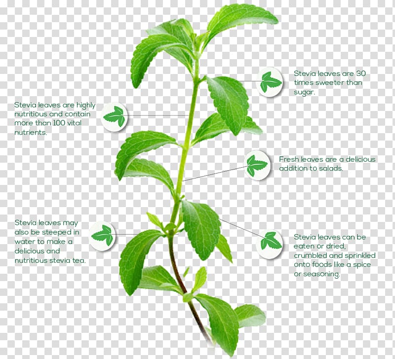 Stevia Candyleaf Plant Steviol glycoside Stevioside, plant transparent background PNG clipart