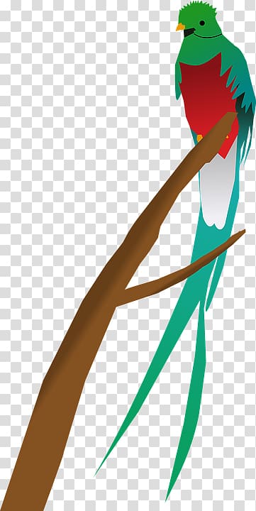 Guatemala Bird Quetzal , Red parrot feathers transparent background PNG clipart