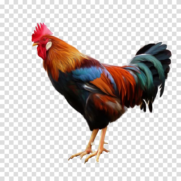 Rooster Chicken Poultry Color, chicken transparent background PNG clipart