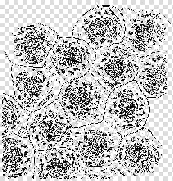 Cell Mitochondrion DNA Organelle Metabolism, anatomy transparent background PNG clipart