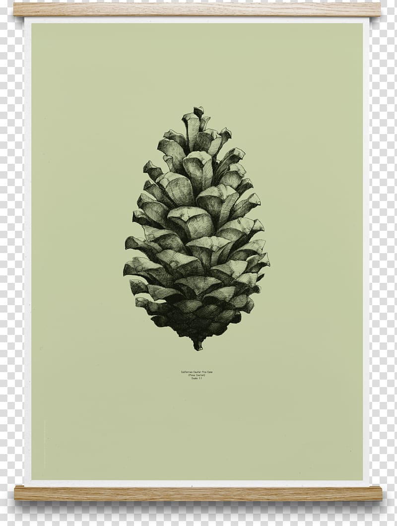 Coulter pine Conifer cone Design Paper Collective Nature 1:1 Pine Cone poster, design transparent background PNG clipart