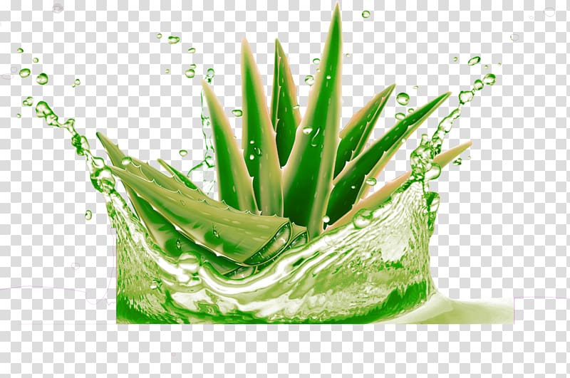 Aloe vera Raster graphics Gel High-definition television, Green and fresh aloe decorative pattern transparent background PNG clipart
