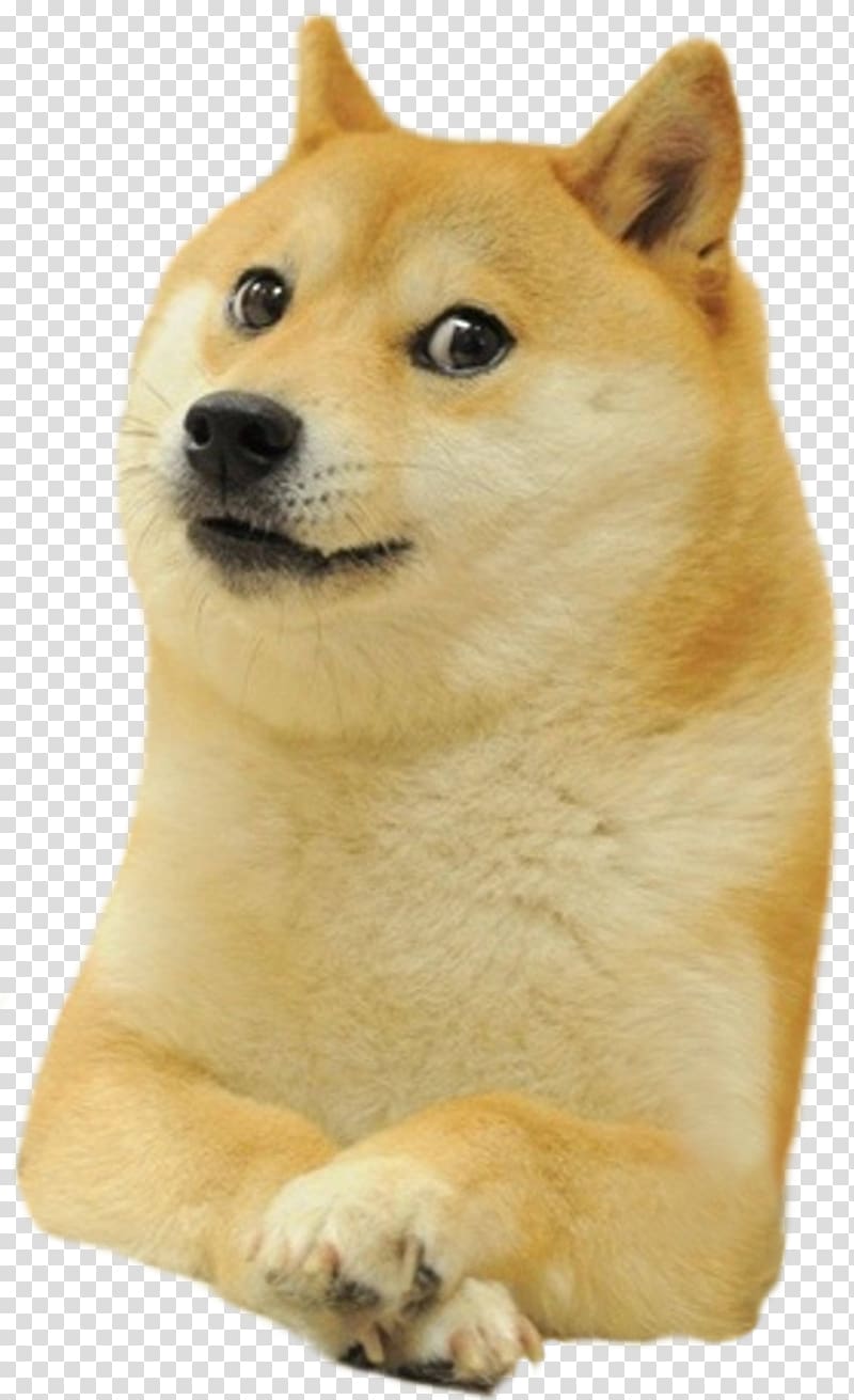 Shiba Inu , Shiba Inu World of Warcraft Doge Snake Dogecoin, deal with it transparent background PNG clipart