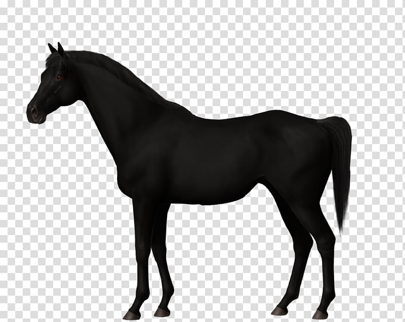 Stallion Trakehner Canadian horse Mare Mustang, mustang transparent background PNG clipart