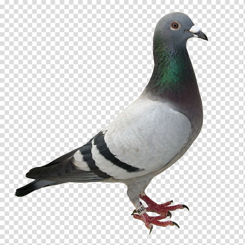 Racing Homer Columbidae Homing pigeon Bird Desktop , pigeon transparent background PNG clipart