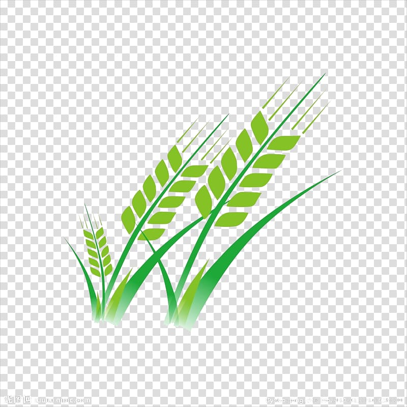 Wheat, Green wheat transparent background PNG clipart