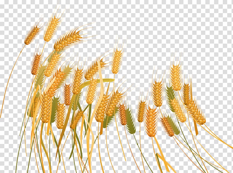 Wheat Caryopsis , Wheat transparent background PNG clipart