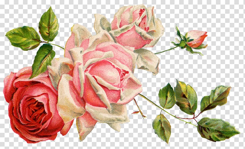 pink and white roses illustration, Cut flowers Floral design, BUNGA transparent background PNG clipart