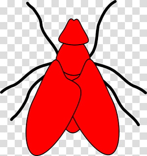 Fly , flies transparent background PNG clipart thumbnail