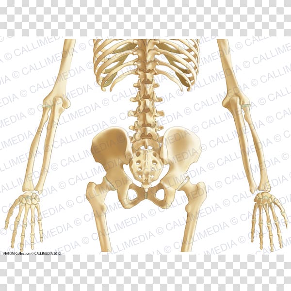 Pelvis Bone Abdomen Anatomy Ligament, abdomen anatomy transparent background PNG clipart