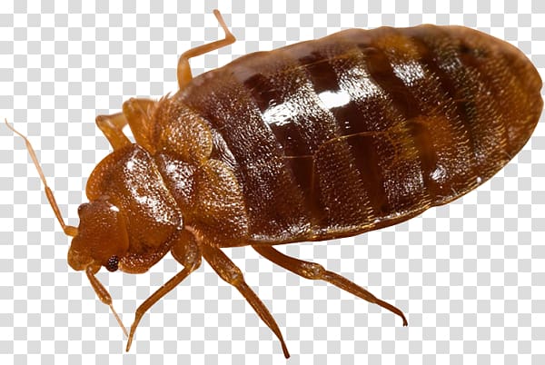 Bed bug transparent background PNG clipart