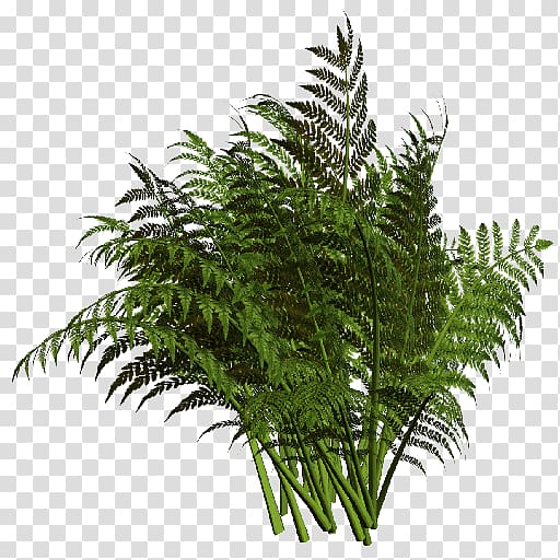 green Fern leaves, Hoya carnosa Ostrich Fern Vascular plant, fern transparent background PNG clipart