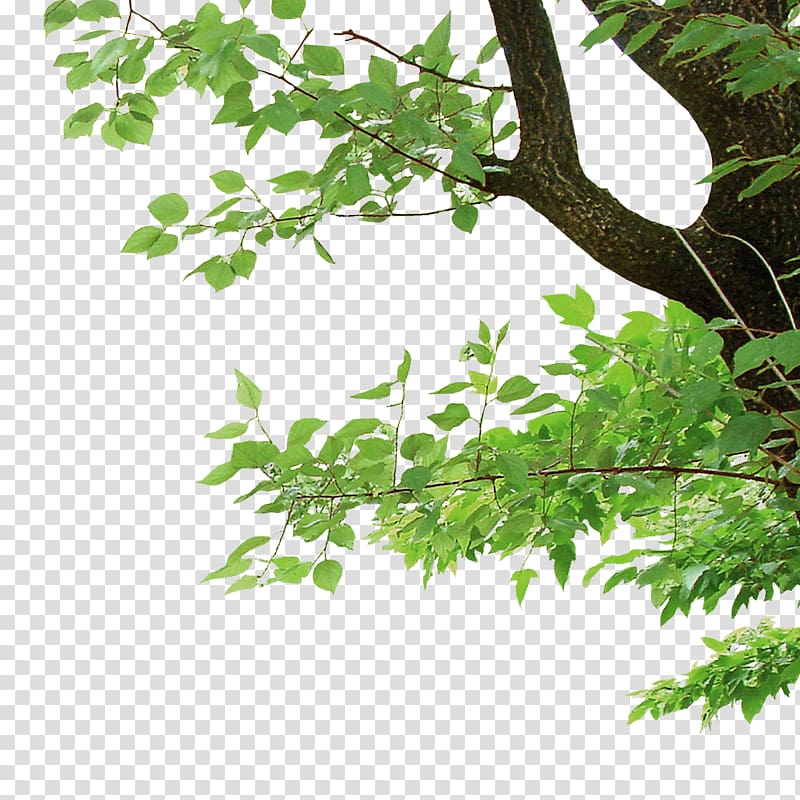 lush trees transparent background PNG clipart