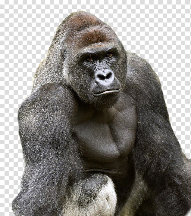 Killing of Harambe Cincinnati Zoo & Botanical Garden Western lowland gorilla, All Might transparent background PNG clipart