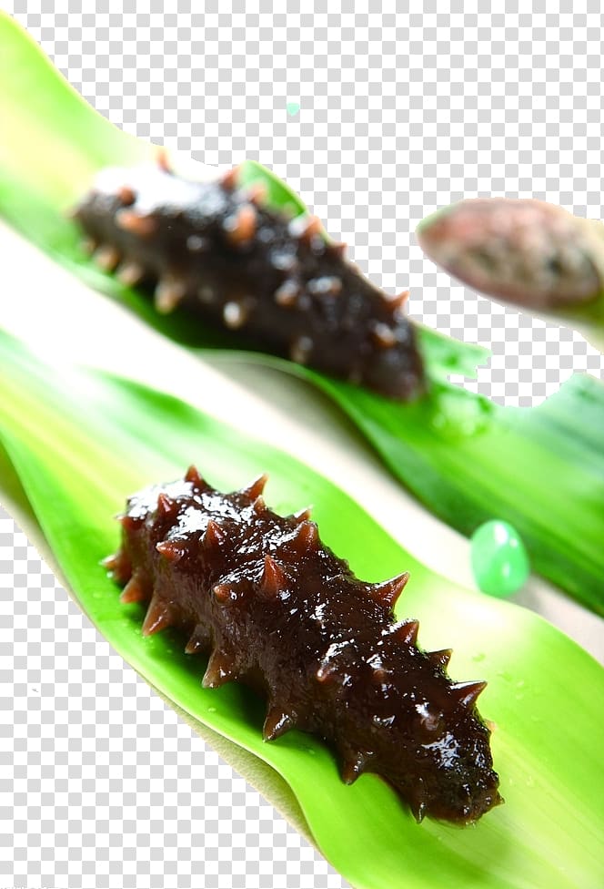 Sea cucumber as food Seafood Tsukudani Ingredient, Healthy sea cucumber transparent background PNG clipart