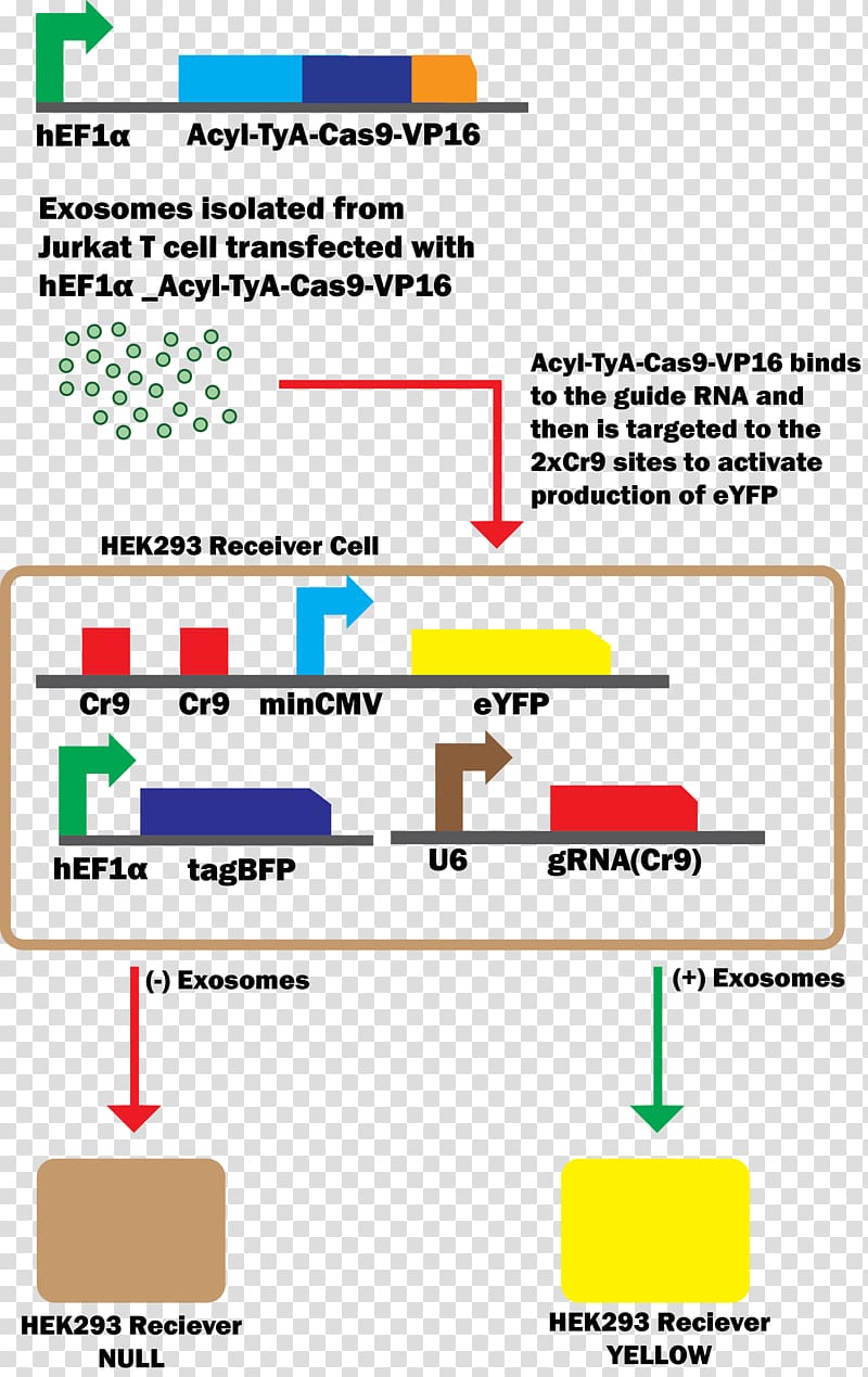 Exosome CRISPR Cas9 Herpes simplex virus protein vmw65 DNA, Guide Rna transparent background PNG clipart