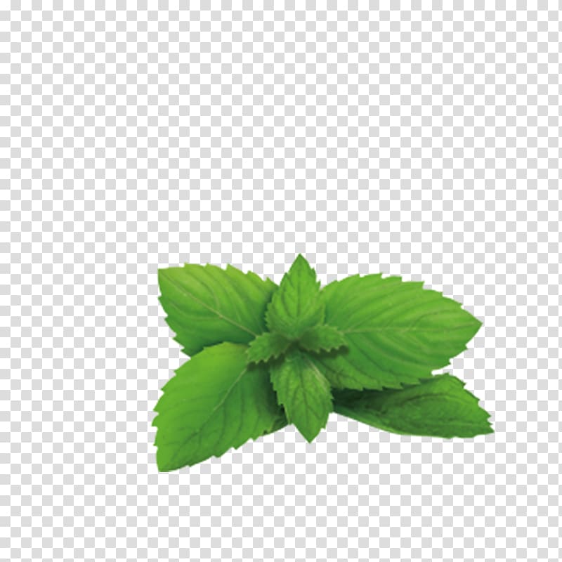 Green tea Lemon balm Plant Herb, lavanda transparent background PNG clipart