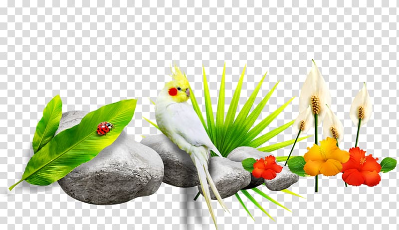 Parrot , parrot transparent background PNG clipart