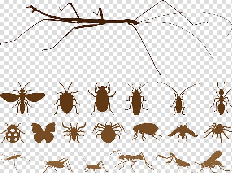 Mosquito Insect Spider Euclidean , Silhouettes brown insect transparent background PNG clipart