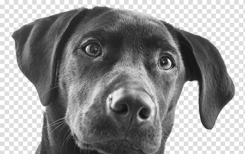 Labrador Retriever Pet insurance Dog breed Puppy Borador, Labrador Dog transparent background PNG clipart