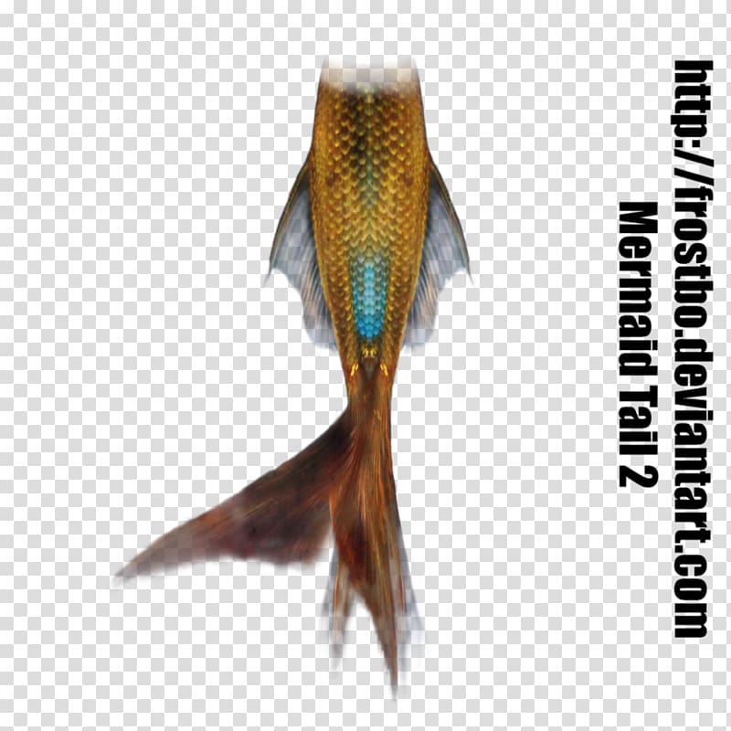 Mermaiding Tail Merman Art, mermaid tail transparent background PNG clipart