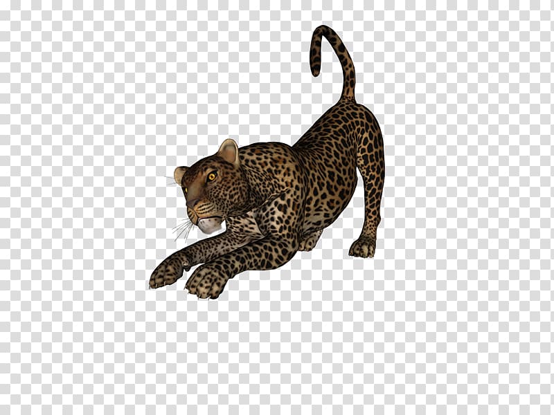 Leopard Cheetah Cougar Tiger Animal, Persian Leopard transparent background PNG clipart