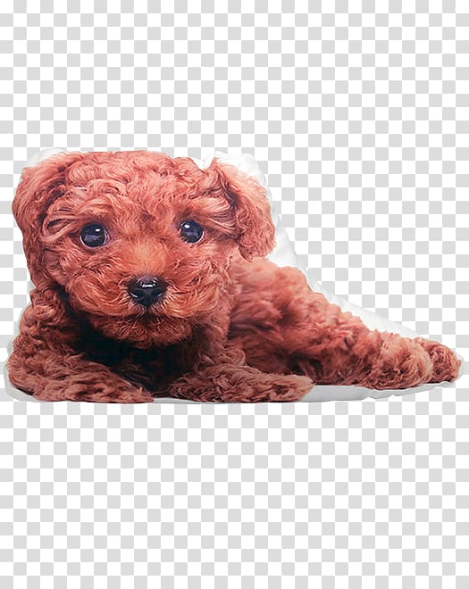 Toy Poodle Miniature Poodle Schnoodle Cockapoo Goldendoodle, puppy transparent background PNG clipart