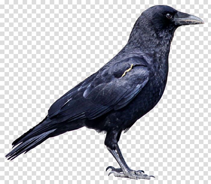 Crows Cat, Black crow transparent background PNG clipart