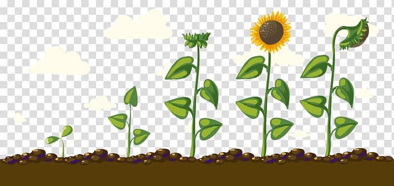 Common sunflower Euclidean , Sunflower Creative Growth transparent background PNG clipart